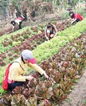 ไขปัญหาวิกฤติเมล็ดพันธุ์ ต้นเหตุ เกษตรกร เป็นหนี้