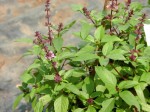 โหระพา (Sweet Basil)