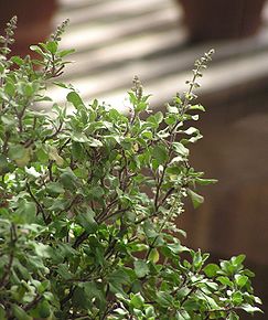 กะเพรา Sacred Basil