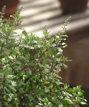 กะเพรา (Holy basil, Sacred basil)