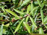 สลัดน้ำ, วอเตอร์เครส (water cress)