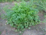 พาร์สเลย์ (Parsley)
