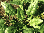 ปวยเหล็ง (Spinach)