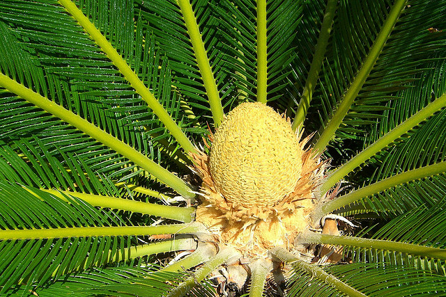 หัวสาคู หัวสาคู