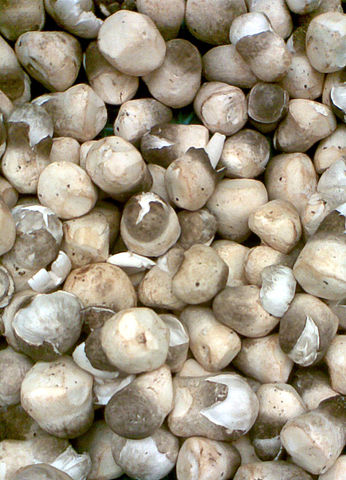 เห็ดฟาง